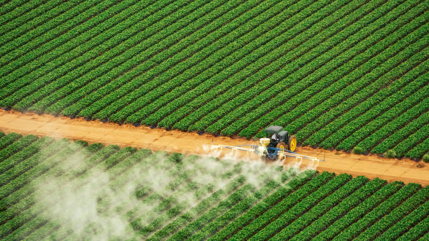 Wasp Removal Services in Dadeville, AL
