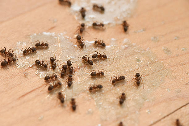 Best Mosquito Control Services  in Dadeville, AL